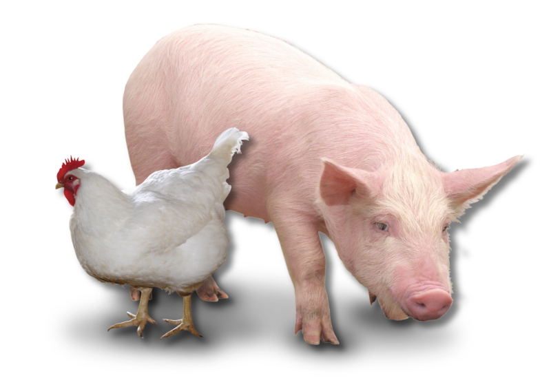 Porco e galinha Porco e galinha